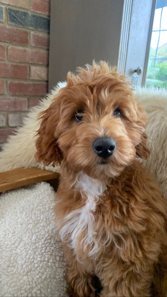 How to Get Dog Hair Out of Carpet